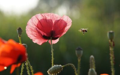 Ogród w zgodzie z naturą – murarki ogrodowe