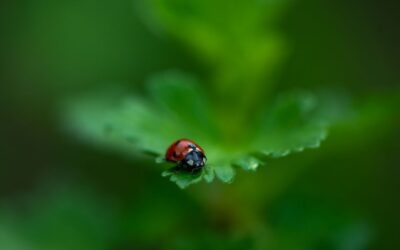 Ogród bez chemii — jak walczyć ze szkodnikami naturalnie
